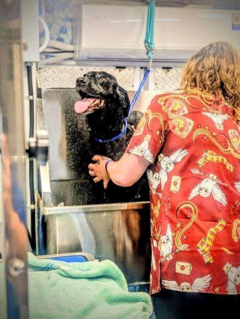Black dog being bathed in the mobile grooming salon