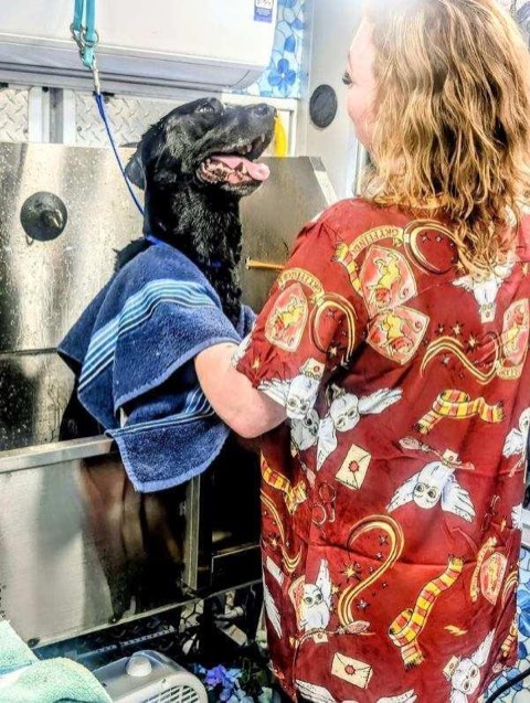 Black dog being gently dried with a towel after a bath