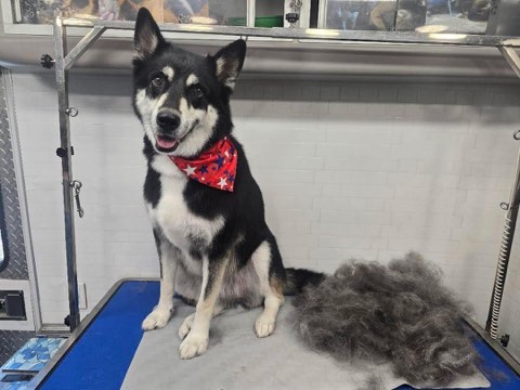 Black and white dog beside removed undercoat after de-shedding