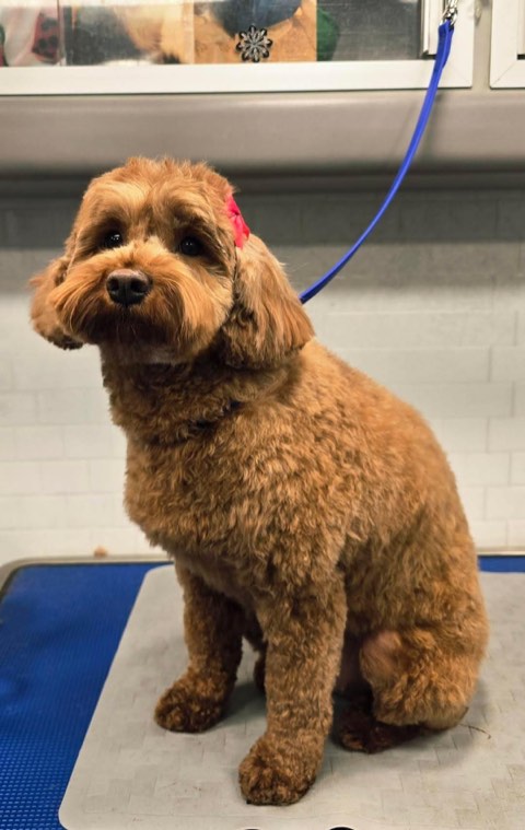 Freshly trimmed brown dog sitting on a grooming table