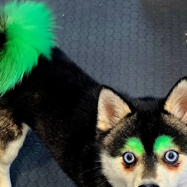 Black and white dog with bright green coloring on its eyebrows and tail