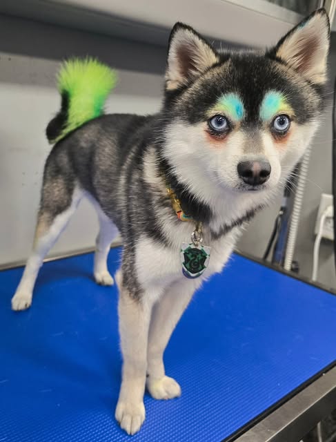 Black and white husky with blue eyebrows and a bright green tail