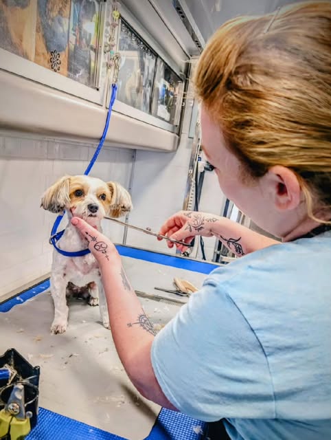 Amanda carefully trimming the face of a small dog