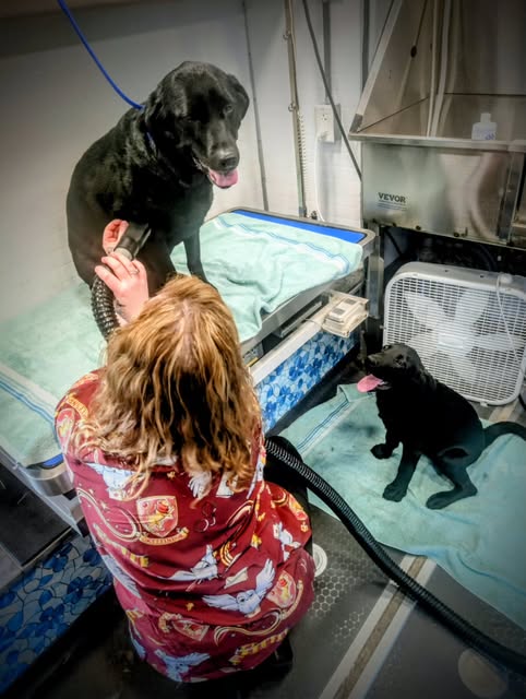 Amanda grooming two black dogs inside the mobile salon