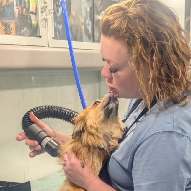 Amanda holding a long-haired dog inside her mobile grooming truck