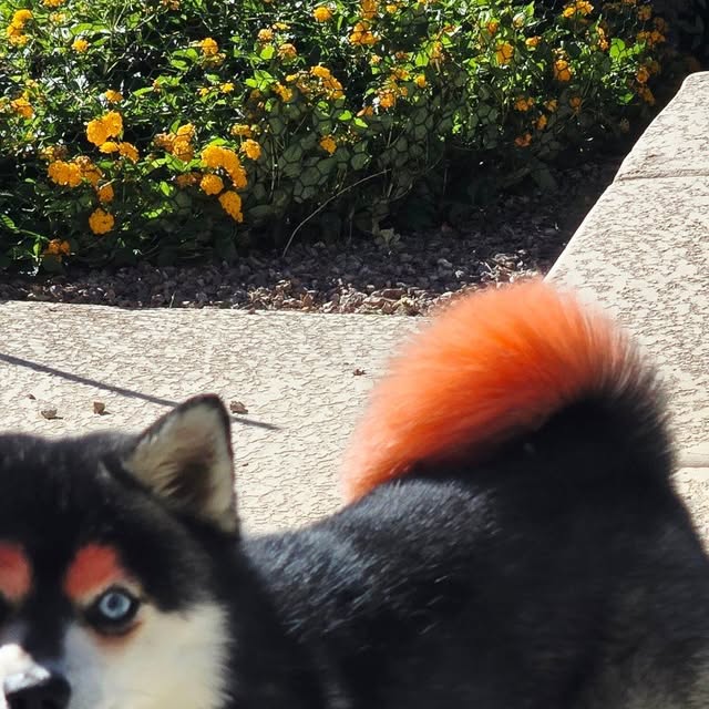 Black and white dog with orange coloring on its eyebrows and tail