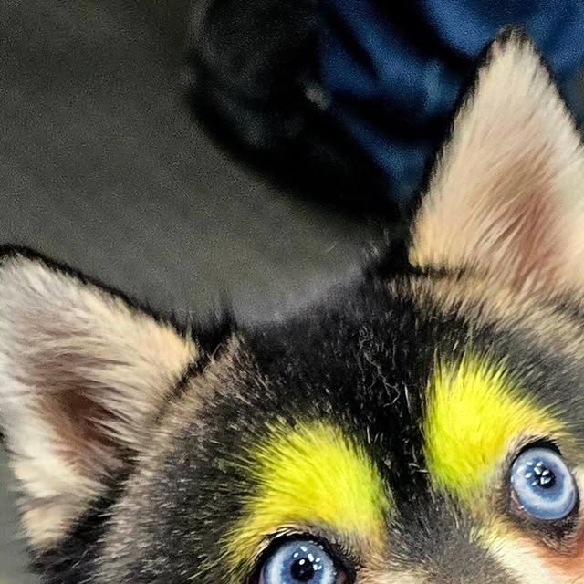 Close-up of a black and white dog with bright green eyebrows and blue eyes