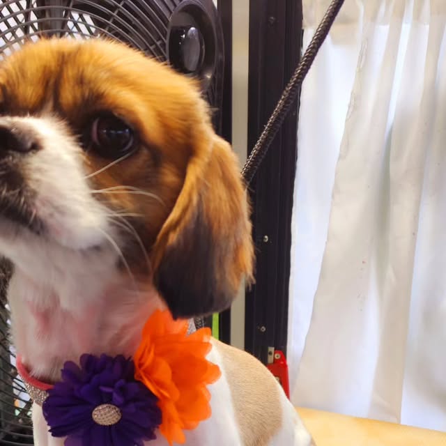Brown and white dog wearing an orange and purple floral collar