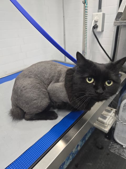 Black cat with a freshly groomed coat inside the mobile salon