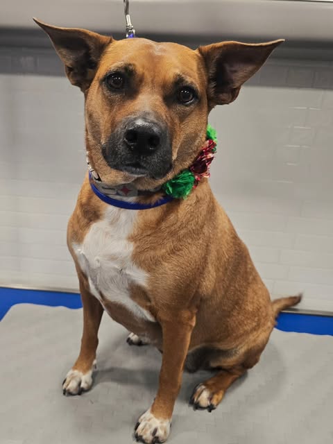 Brown dog with a white chest wearing a festive collar