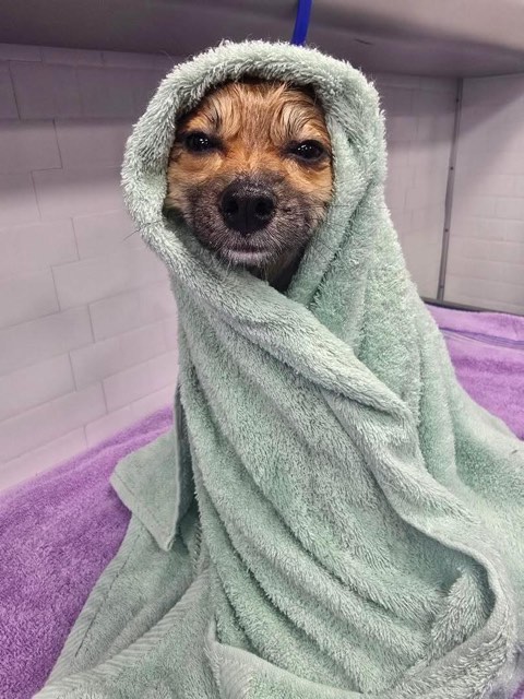 Small wet dog wrapped snugly in a green towel