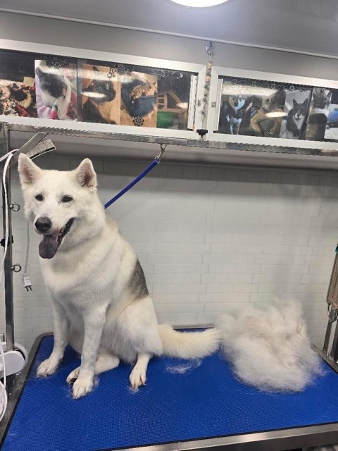 White dog beside removed undercoat on a grooming table